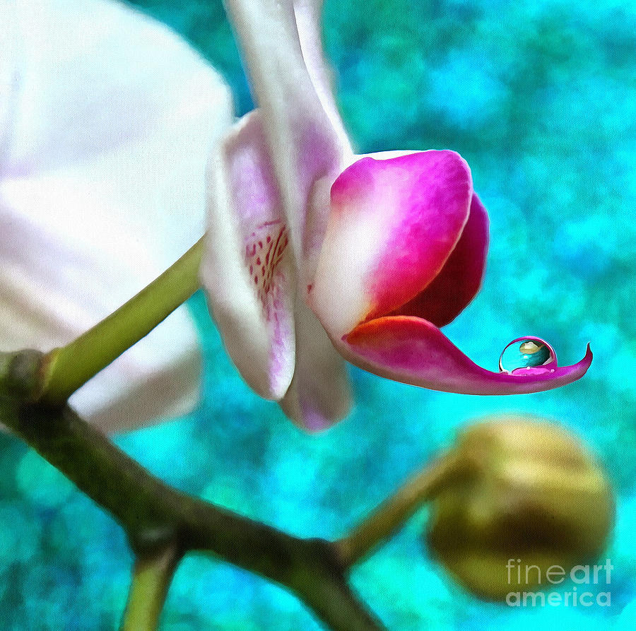 Orchid Delicacy Photograph by Krissy Katsimbras