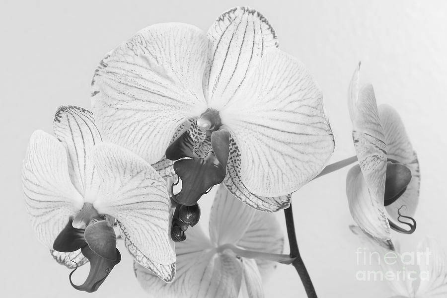 Orchid Delight Photograph by Anita Oakley