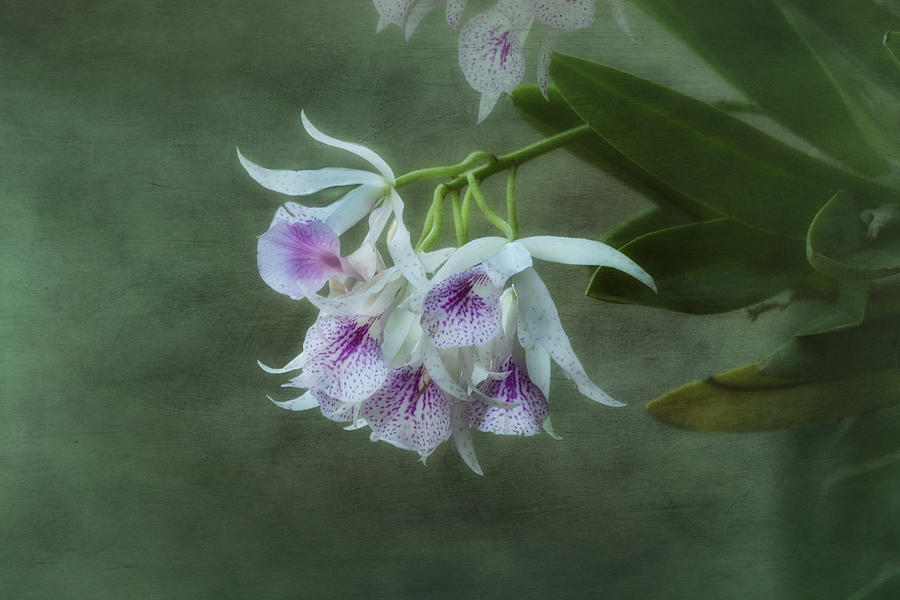 Orchid Delight Photograph by Kim Hojnacki