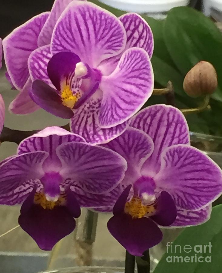 Orchid Delight Photograph by Nona Kumah