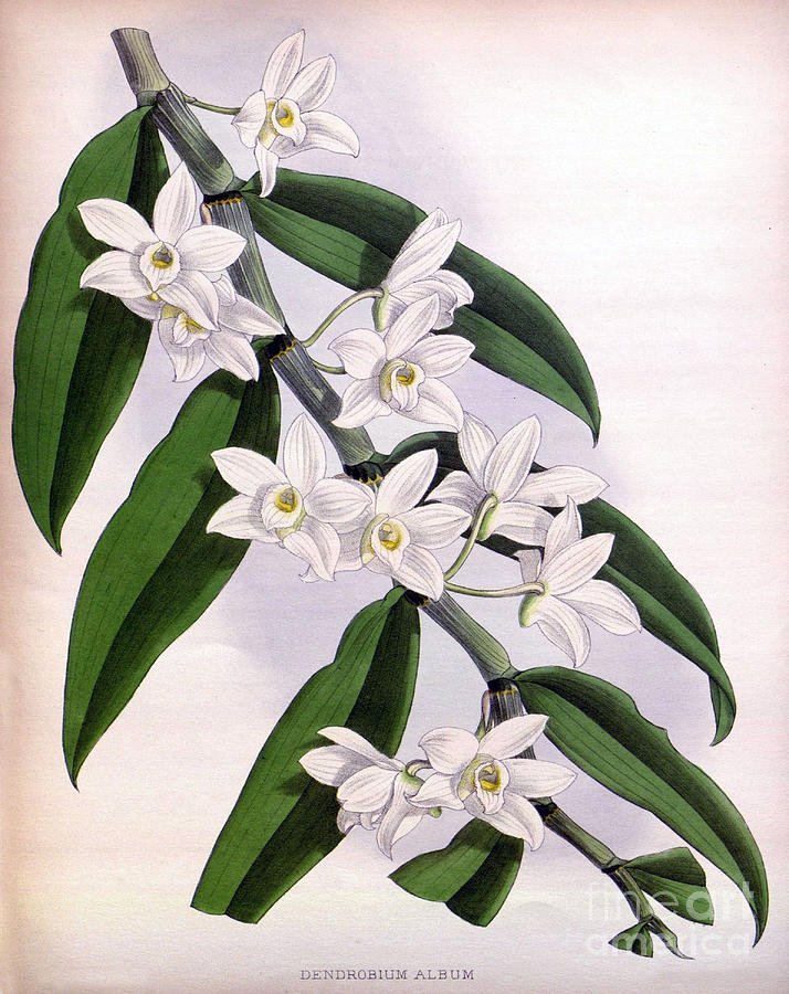 Orchid, Dendrobium Album, 1891 Photograph by Biodiversity Heritage Library