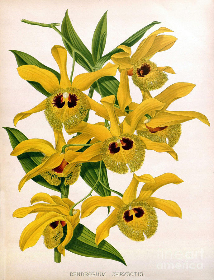 Orchid, Dendrobium Chrysotis, 1891 Photograph by Biodiversity Heritage Library