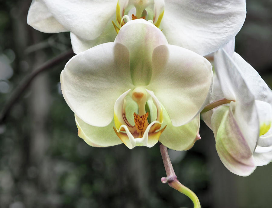 Orchid Dendrobium Kingianum Photograph by C H Apperson