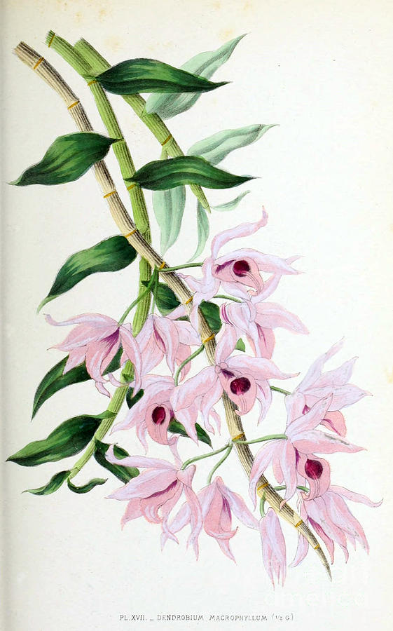 Orchid, Dendrobium Macrophyllum, 1880 Photograph by Biodiversity Heritage Library
