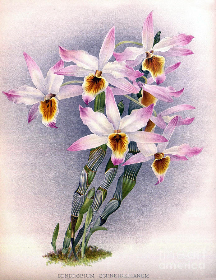 Orchid, Dendrobium Schneiderianum, 1891 Photograph by Biodiversity Heritage Library
