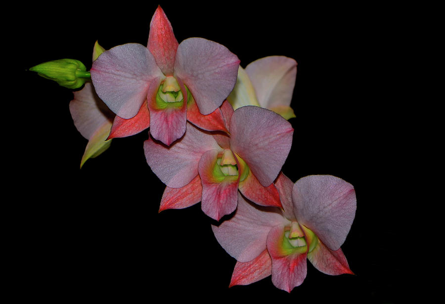 Orchid - Dendrobium Sirin Beauty 001 Photograph by George Bostian