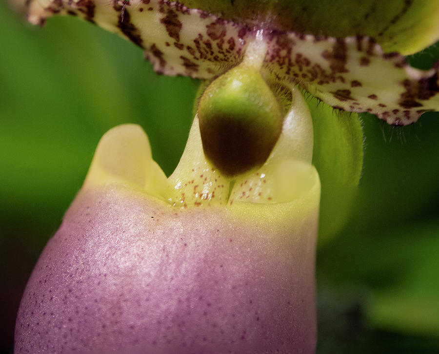 Orchid Detail Photograph by Jean Noren