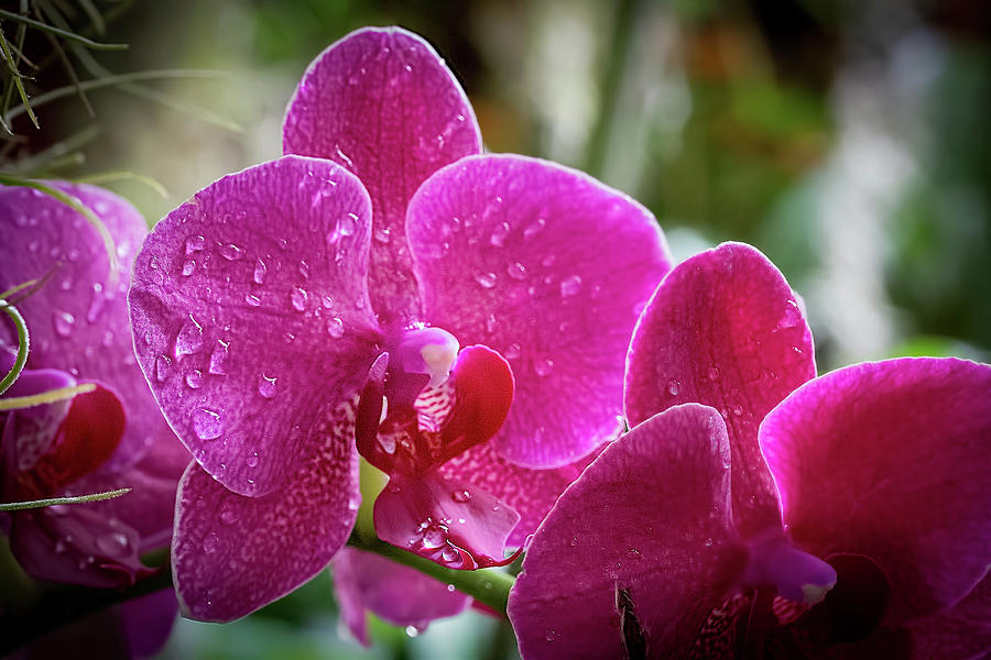 Orchid Dew Photograph by Richard Goldman
