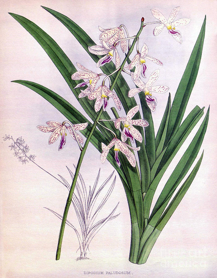 Orchid, Dipodium Paludosum, 1891 Photograph by Biodiversity Heritage Library