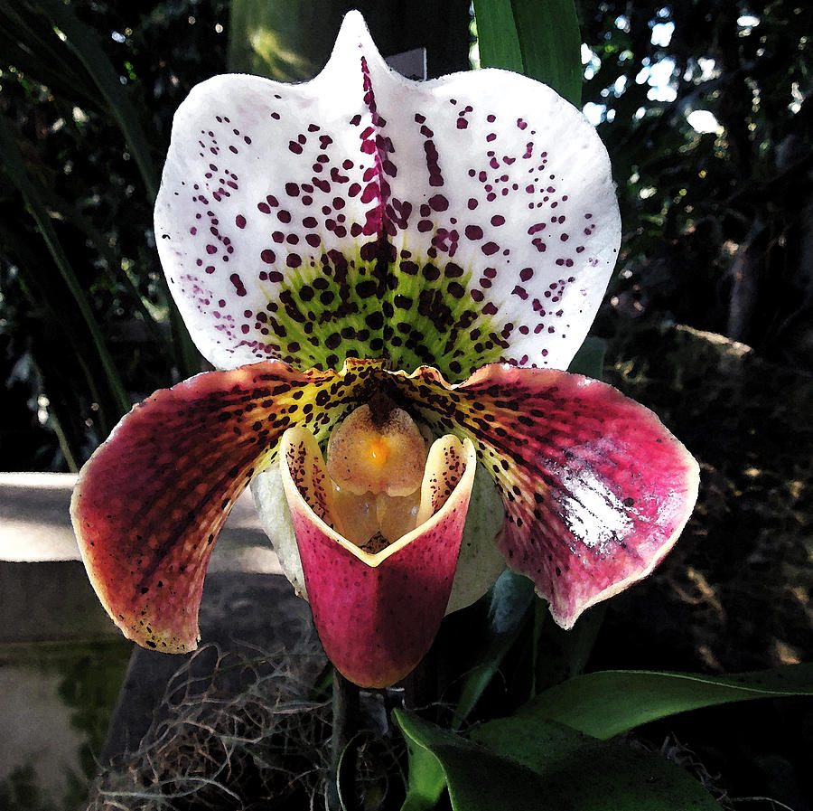 Orchid  Photograph by Don Wright