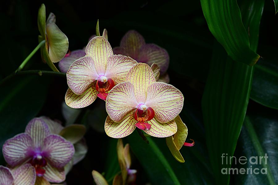 Orchid Doubles Photograph by Cindy Manero