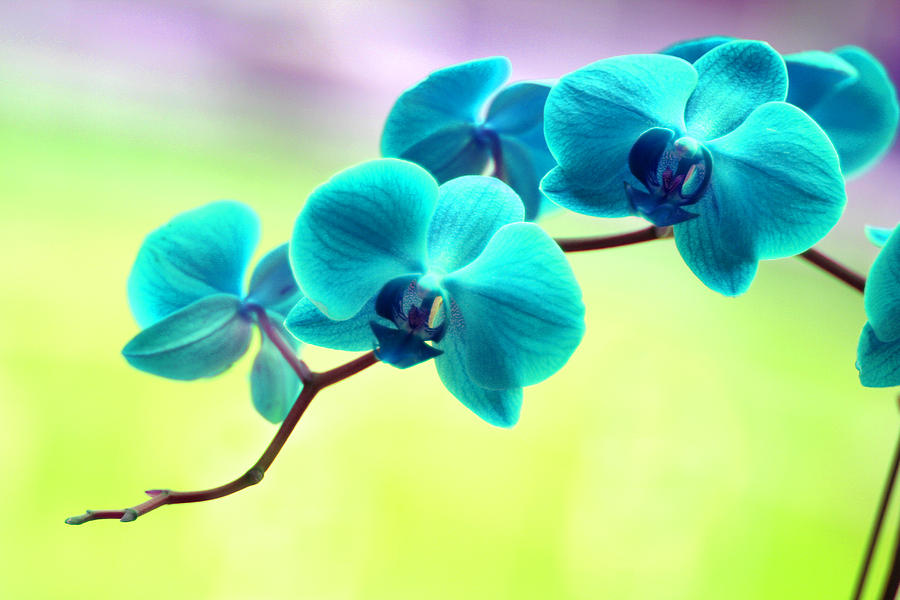 Orchid Dream in turquoise Digital Art by Stormshade Designs - Fine Art ...