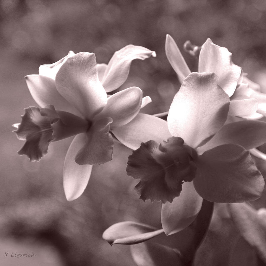 Orchid Photograph - Orchid Dream - square by Kerri Ligatich