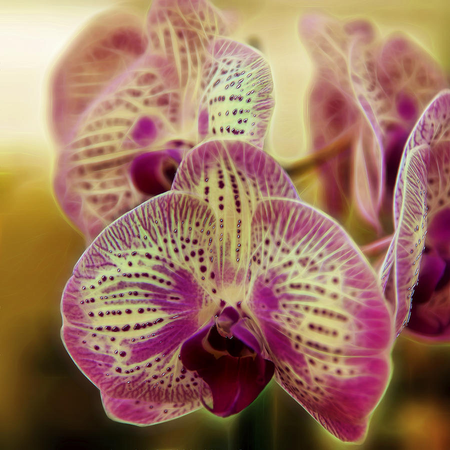 Orchid Dreams Photograph by Bill and Linda Tiepelman