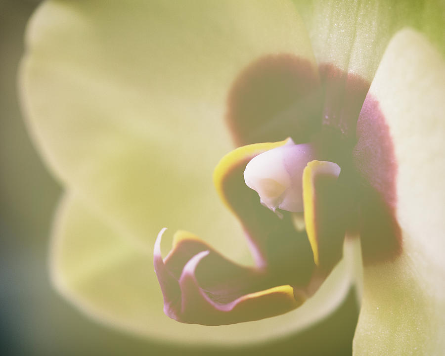 Orchid Dreams Photograph by Lauri Novak
