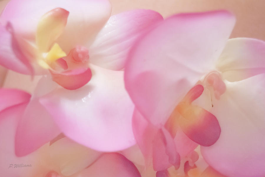 Orchid Dreams  Photograph by Pamela Williams