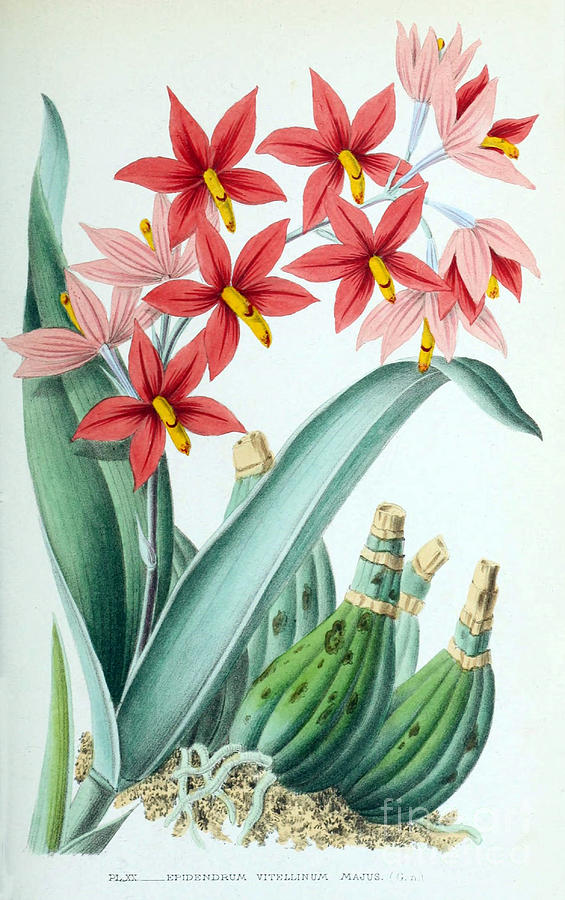 Orchid, E. Vitellinum Majus, 1880 Photograph by Biodiversity Heritage Library