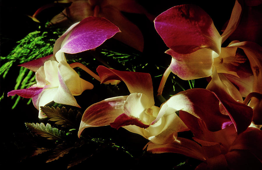 Orchid, Early Morning, Three of Three, Springfield, Virginia, Photograph by James Oppenheim