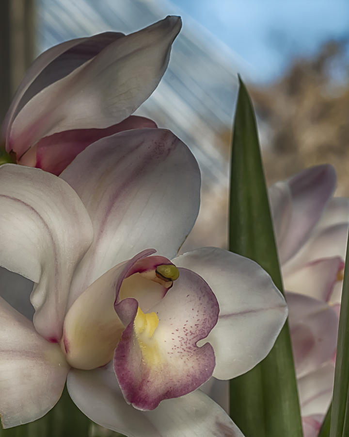 Orchid by Elaine Farrington Johnson Orchid by Elaine Farrington Johnson