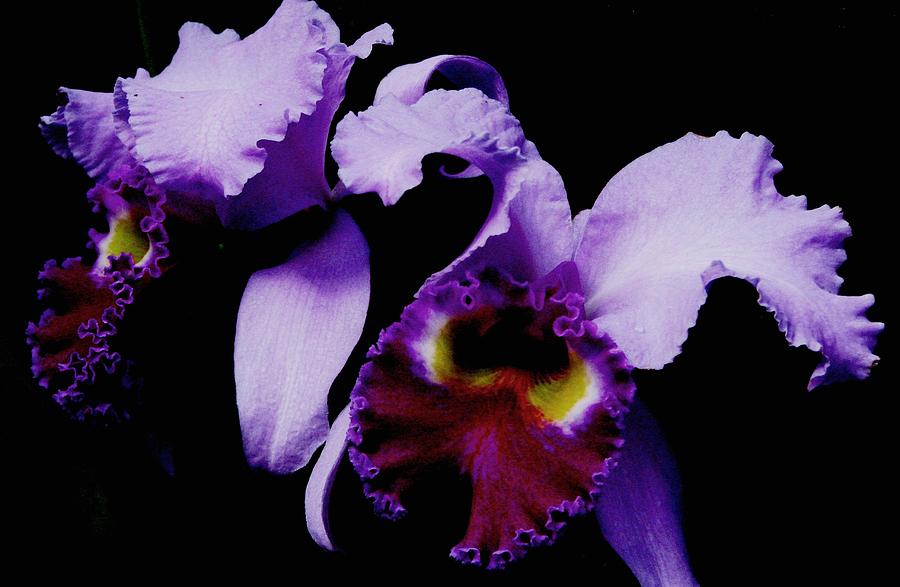 Orchid Elegance Photograph by Angela Davies