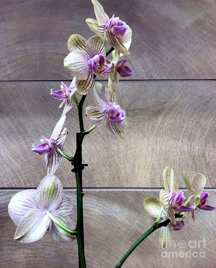 Orchid Elegance Photograph