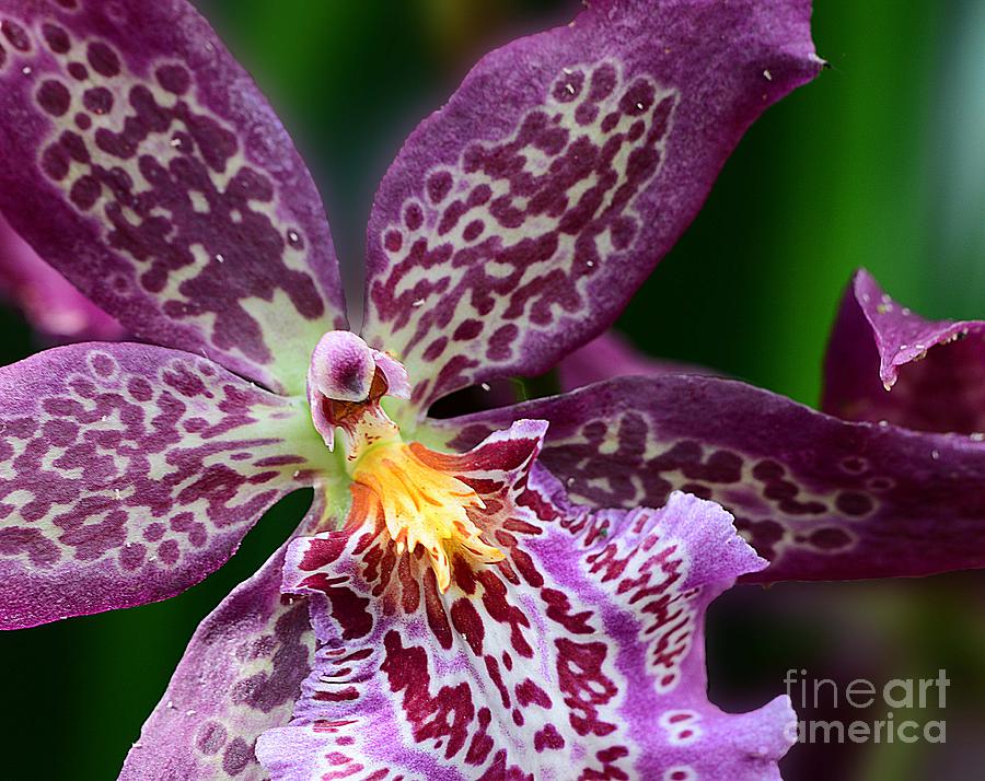 Orchid Elegance Photograph by Cindy Manero