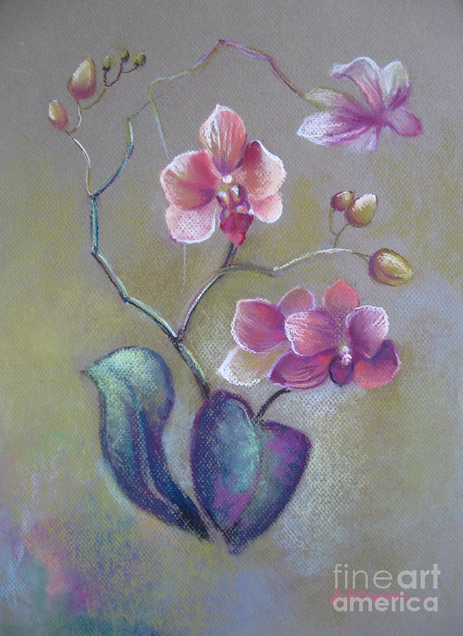 Orchid Drawing by Elena Oleniuc
