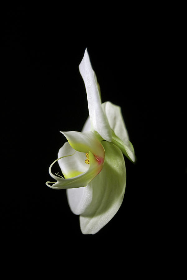 Orchid Photograph by Elsa Santoro
