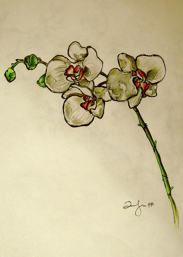 Orchid Drawing By Emily Jones