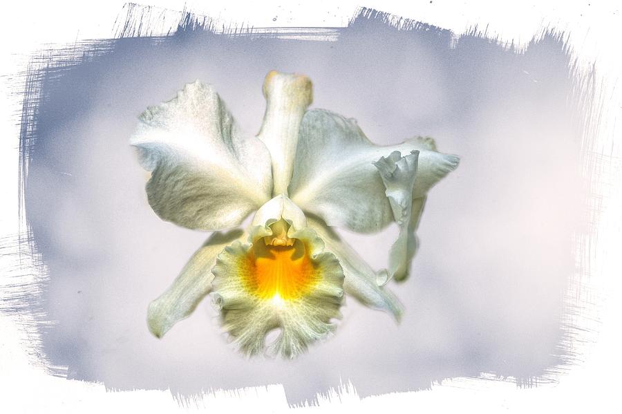 Orchid Encounter Photograph