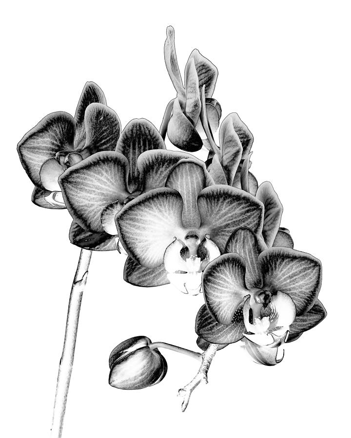 Orchid Etchings Photograph by Georgette Grossman