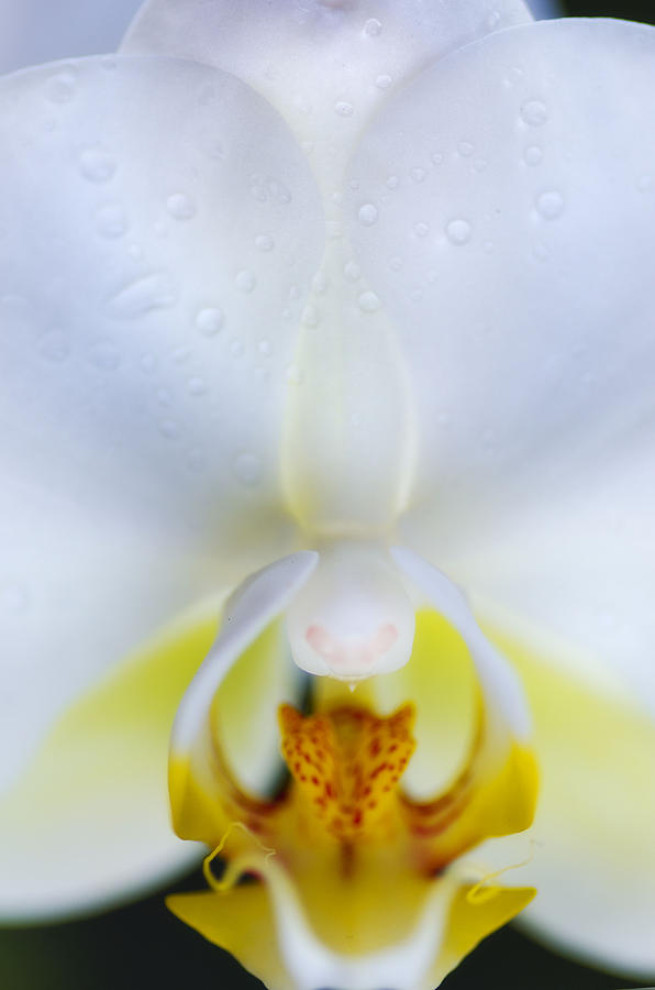 Orchid Face Photograph by Lawrence Knutsson