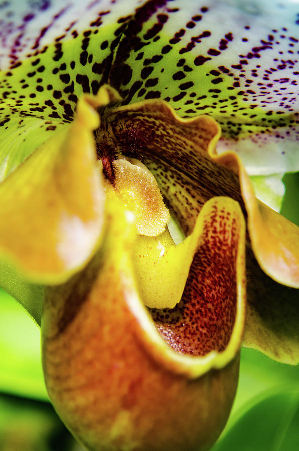 Orchid Faces Photograph by Stewart Helberg
