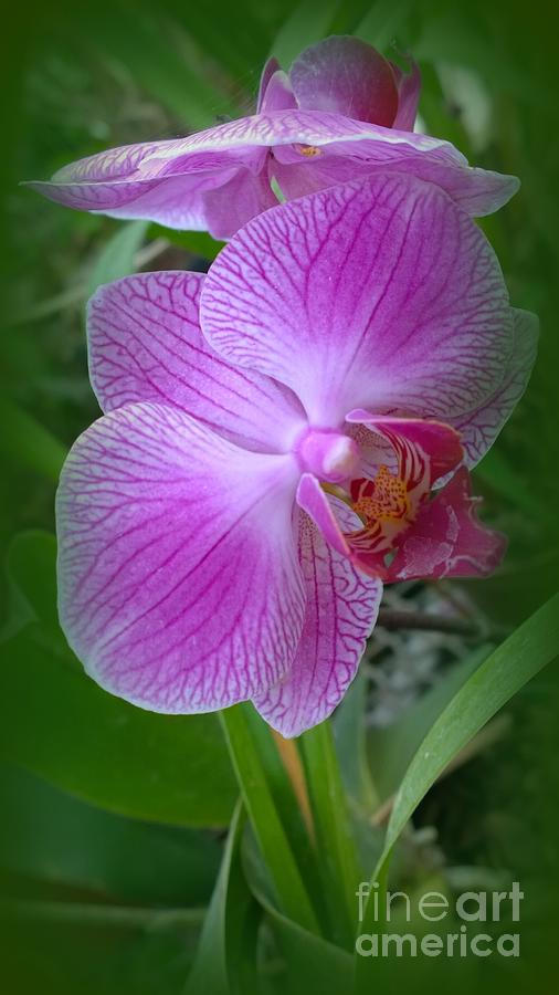 Orchid Fantasy  Photograph by Jennifer E Doll
