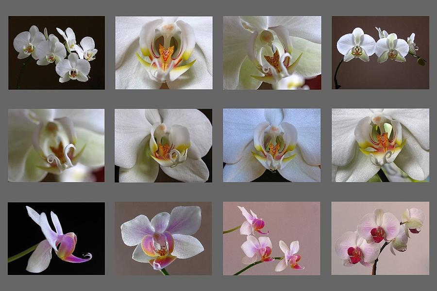 Abstract Photograph - Orchid Fine Art Collection by Juergen Roth