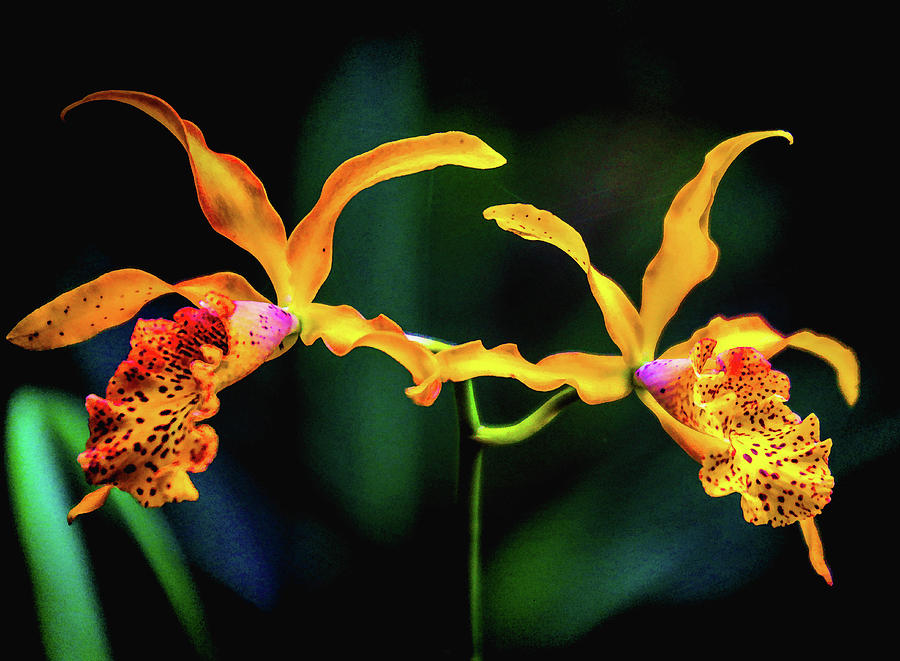 Orchid Flight Photograph by Rochelle Berman