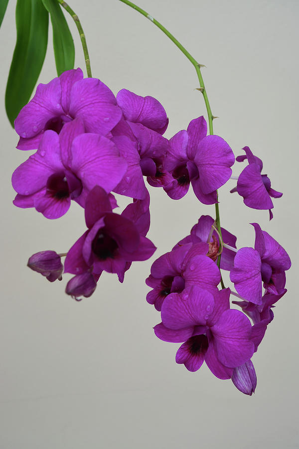 Orchid Floral Photograph