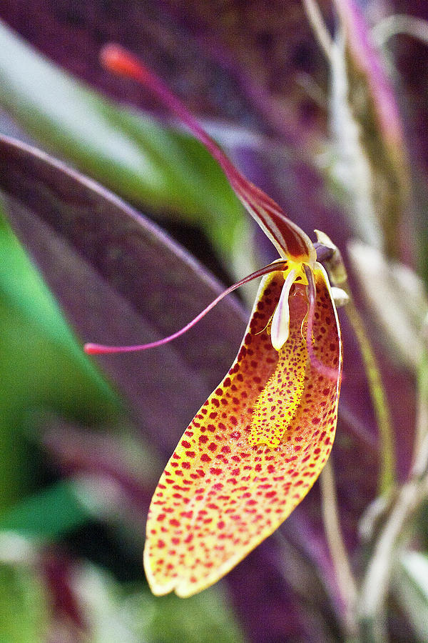 Orchid Flower - Restrepia radulifera Photograph by Heiko Koehrer-Wagner