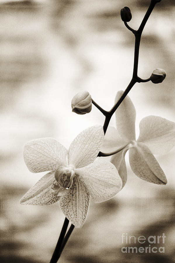 Orchid Photograph - Orchid Flower by Allan Seiden - Printscapes
