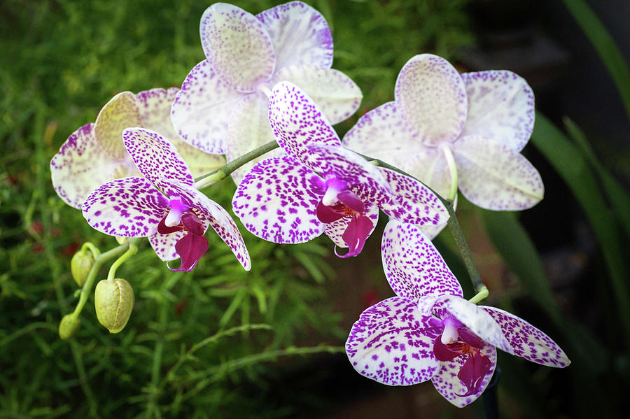 Orchid Flower Photograph by Catherine Lau