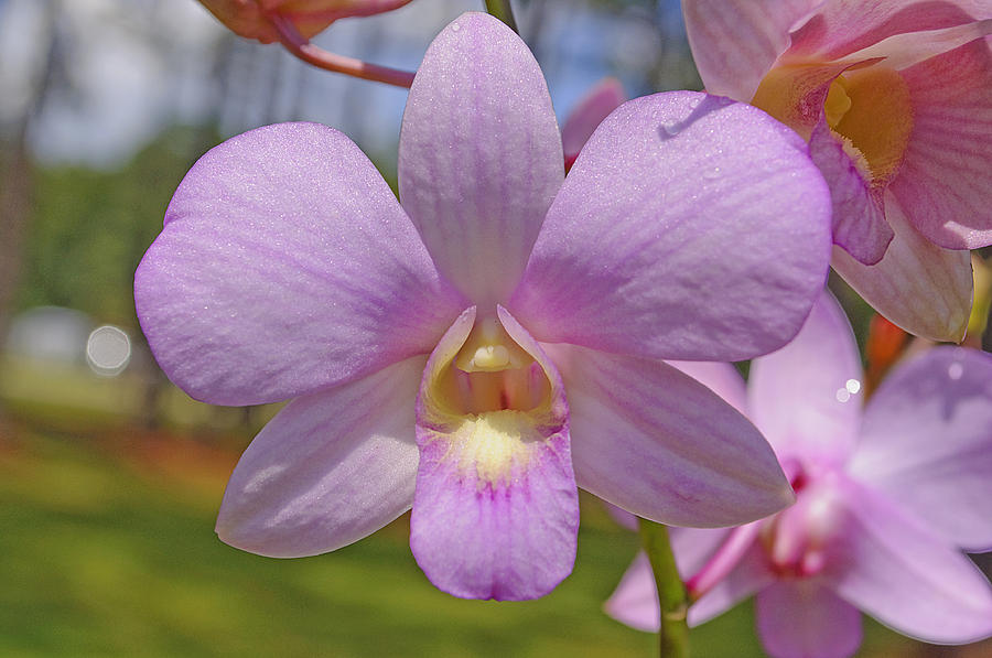 Orchid Flower Photograph by Kenneth Albin
