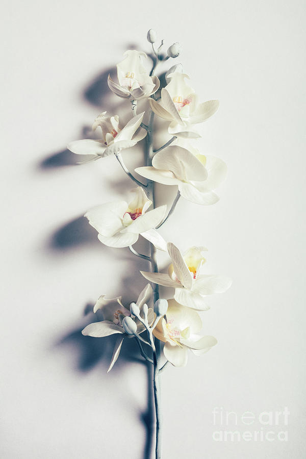Orchid flower on white background. Minimalism. Photograph by Michal Bednarek