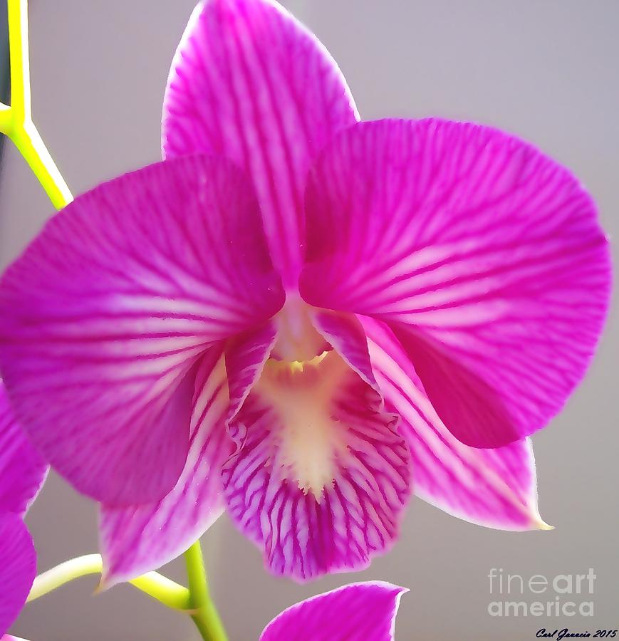 Orchid Flower pink Photograph by Carl Gouveia