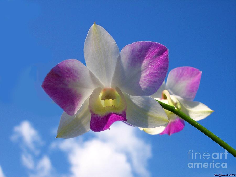Orchid Flower Sky Blue / Purple  Photograph by Carl Gouveia