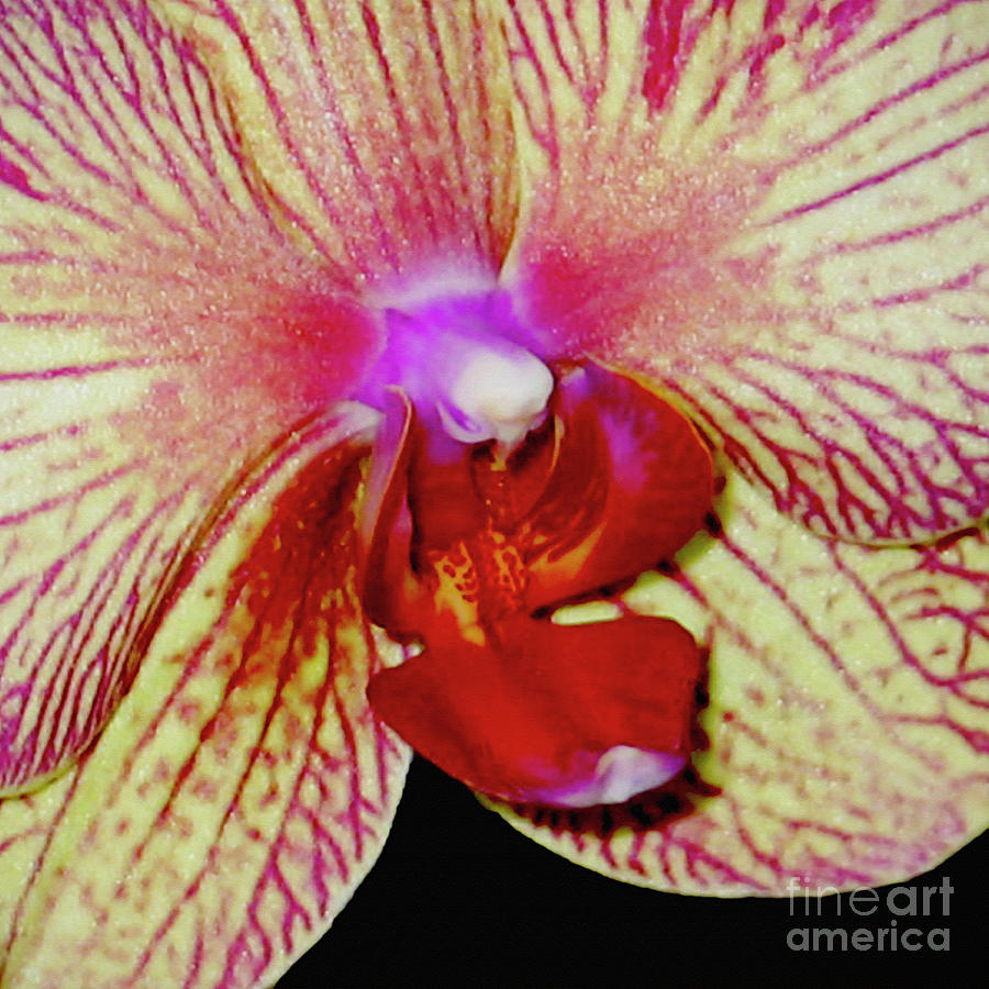 Orchid Flower Macro Close Up and Personal Photograph by Carol F Austin