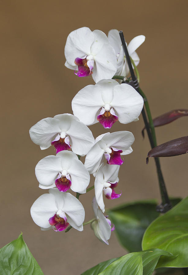 Orchid Flowers Photograph by Jack Nevitt