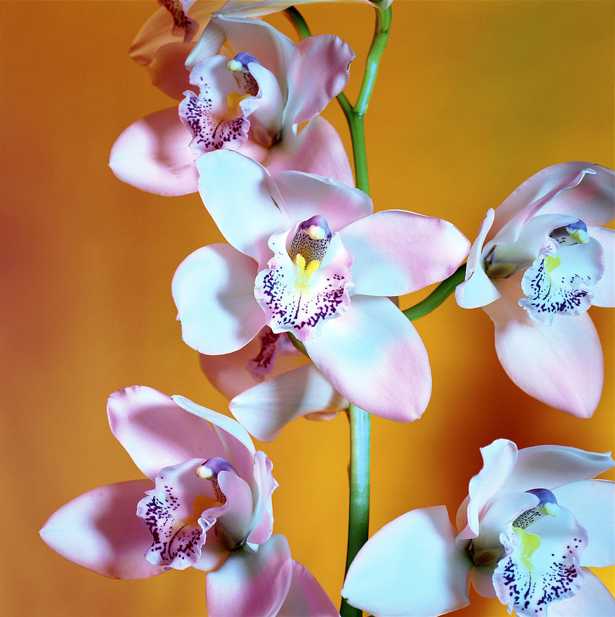 Orchid Photograph - Orchid Flowers by Johnny Greig