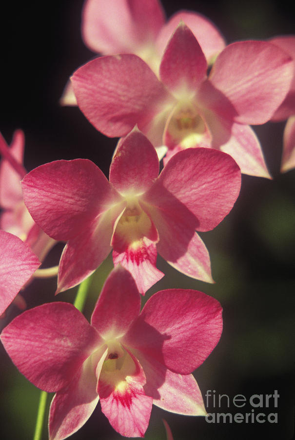 Orchid Photograph - Orchid Flowers by Kyle Rothenborg - Printscapes