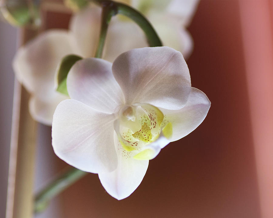 Orchid Flowers Photograph by Sue Capuano