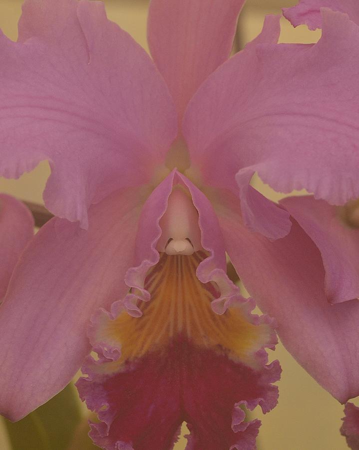 Orchid Fog Photograph by Michael Ramsey